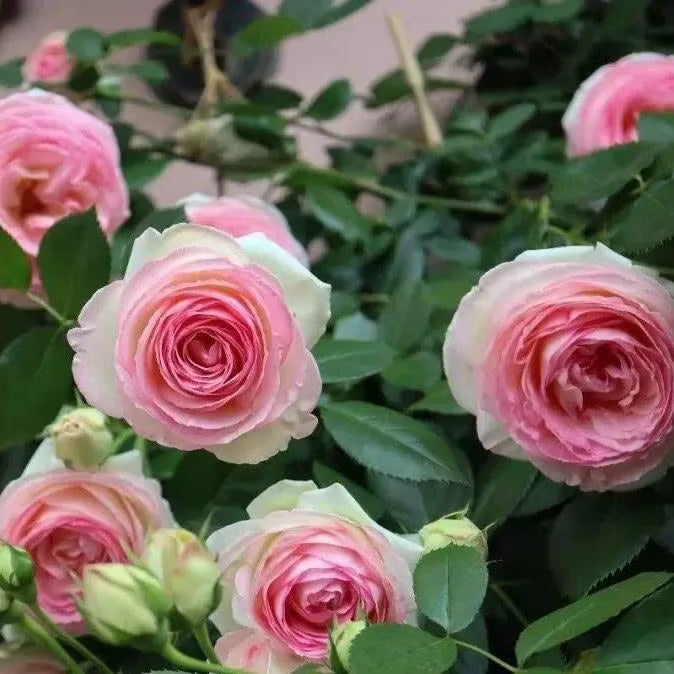 Pink Lonza flower seeds