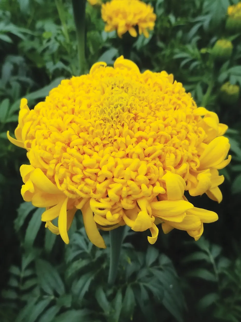 Marigold flower seeds
