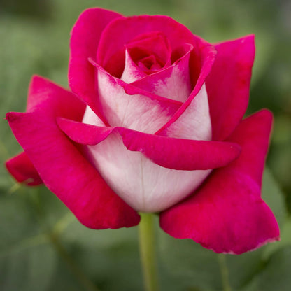 Hybrid Tea Rose plant