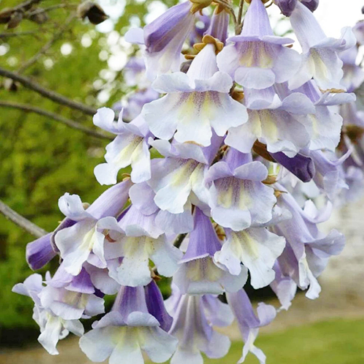 Fortunei Paulownia plant