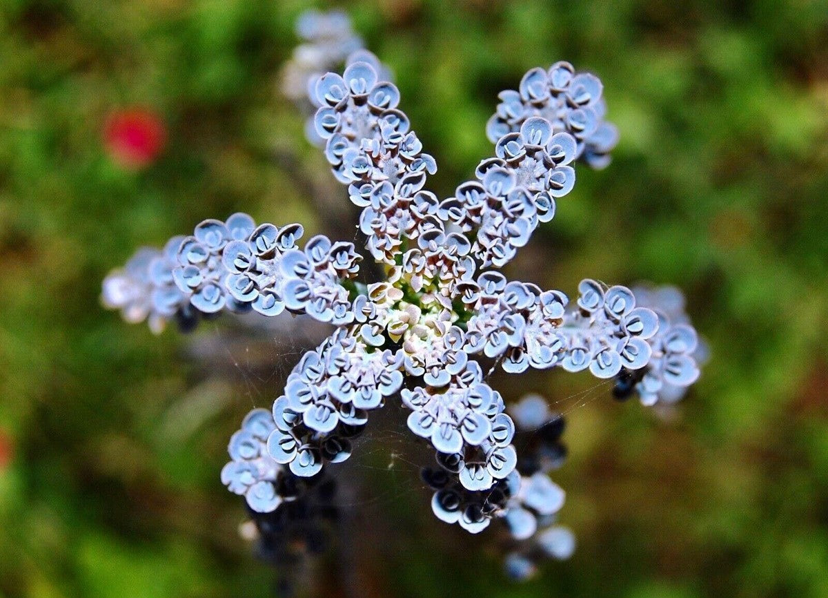 Dark Blue Kalanchoe plant