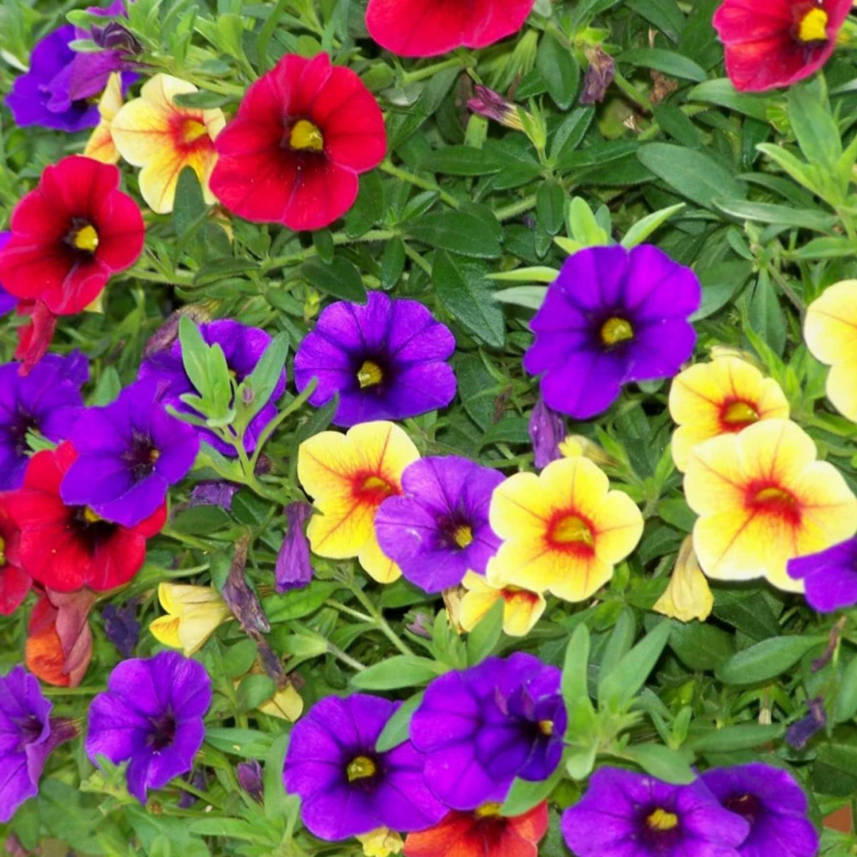 Million Bells Calibrachoa plant