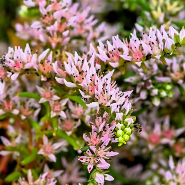 Stonecrop Sedum Pulchellum plant