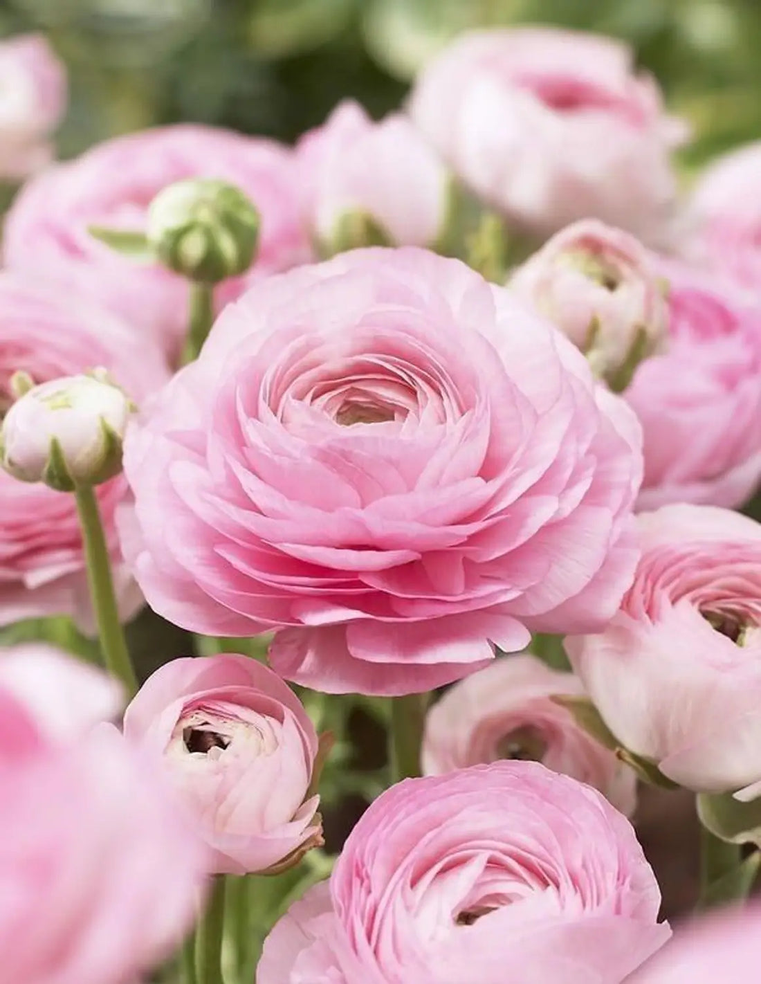Pale Pink flower seeds