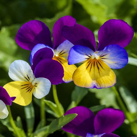 Johnny Jump flower seeds