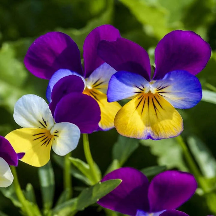 Johnny Jump flower seeds