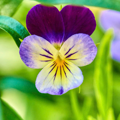 Viola Tricolor flower seeds