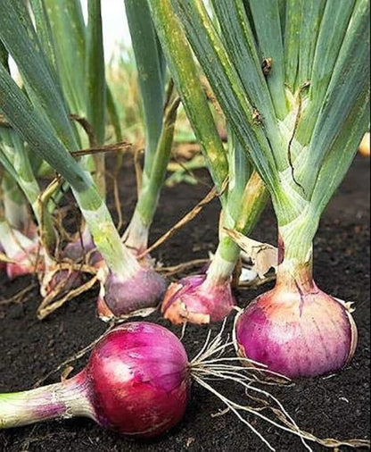 Onion Vegetable Seeds for Planting – Heirloom Non-GMO Garden Seeds