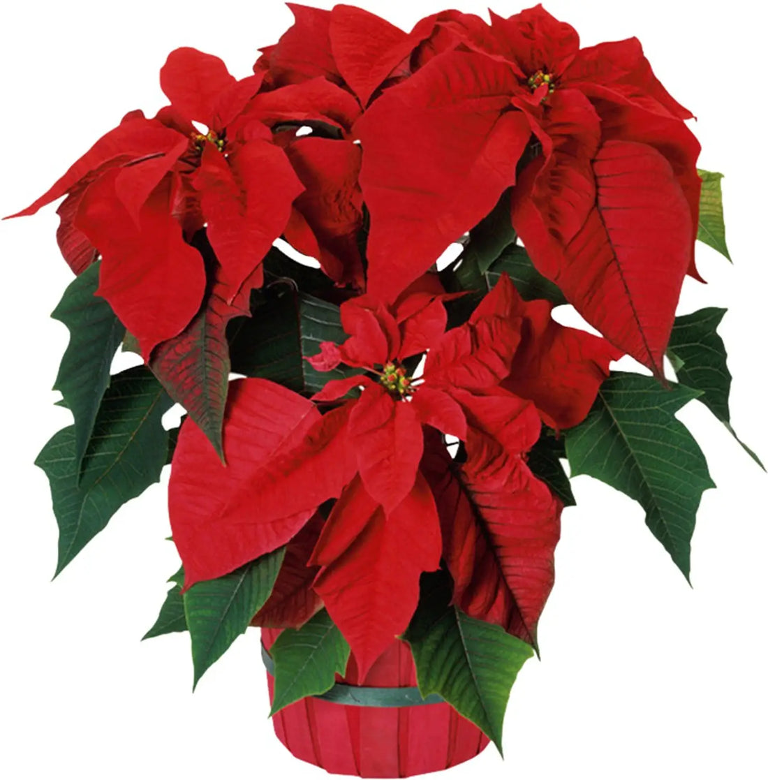 Red Poinsettia flower seeds