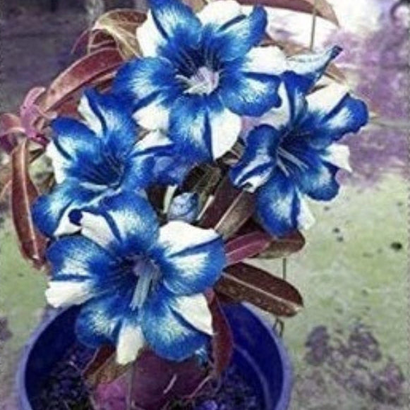 White Adenium rose plant