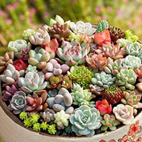 Color Mix Echeveria plant