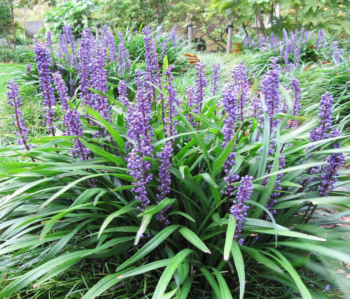 Big Blue Liriope plant
