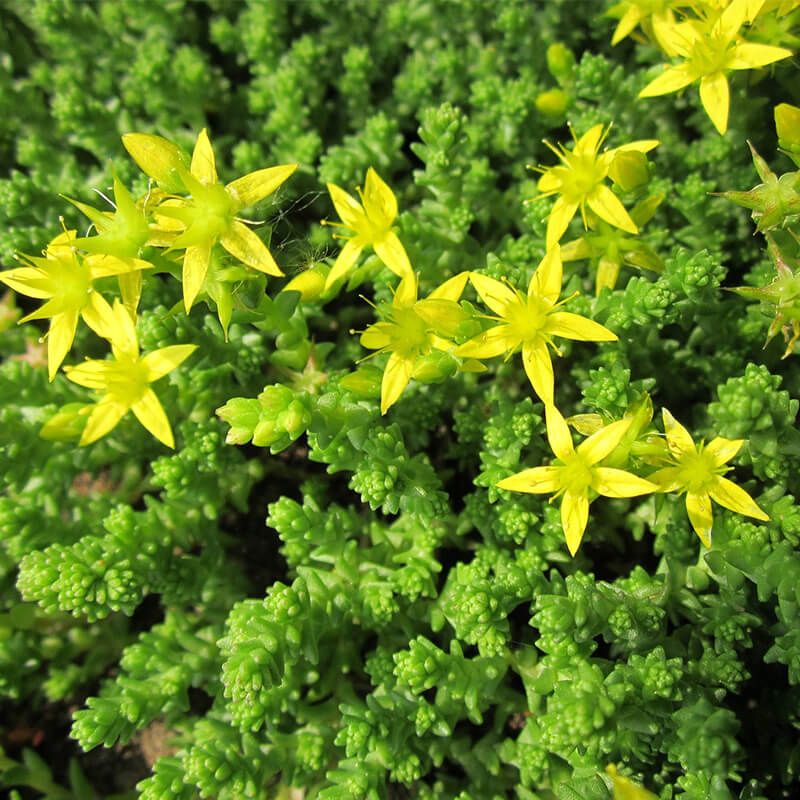 Mauerpfeffer flower seeds