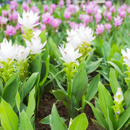Curcuma Longa Flower Seeds for Planting – Heirloom Non-GMO Garden Seeds
