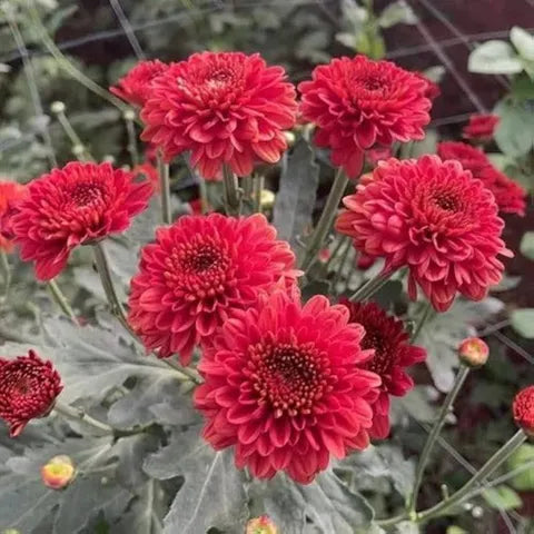 Red Chrysanthemum flower seeds