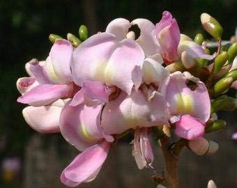 Fresh Gliricidia flower seeds