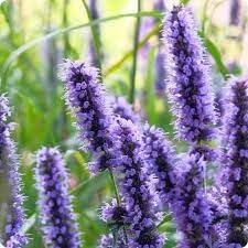 Hyssop flower seeds
