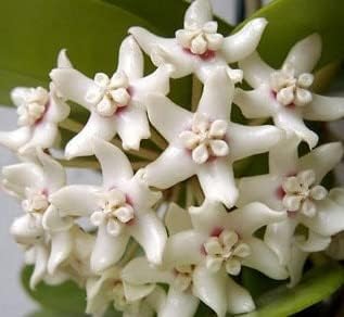 White Hoya flower seeds