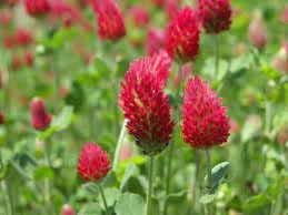 Manure flower seeds