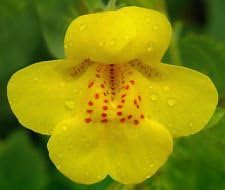 Yellow Mimulus flower seeds
