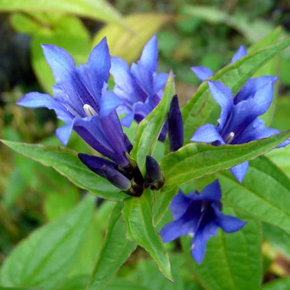Gentiana Scabra flower seeds