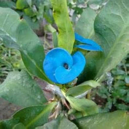 Blue Euphorbia flower seeds