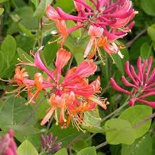 Honeysuckle flower seeds