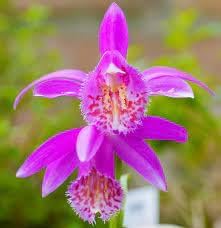 Tongariro Hardy flower seeds