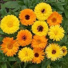 Calendula flower seeds