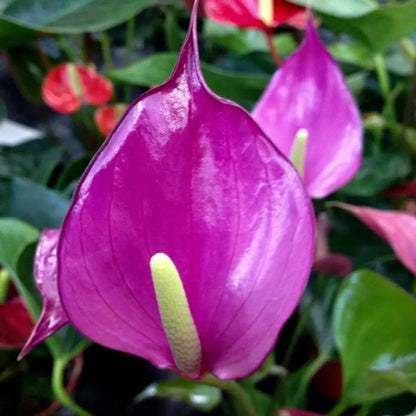Anthurium Andraeanum flower seeds