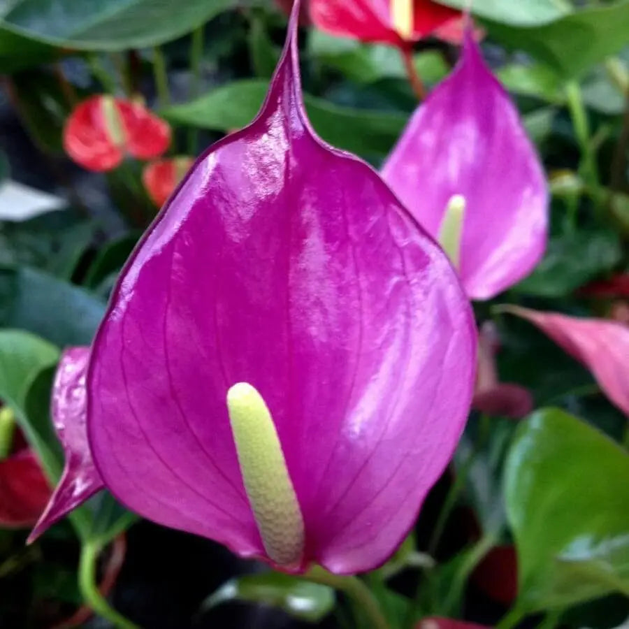 Violet Anthurium flower seeds