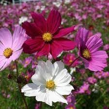 Crazy Cosmos flower seeds