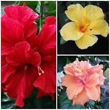 Hibiscus flower seeds