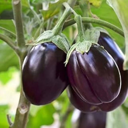 Ophelia Eggplant Seeds
