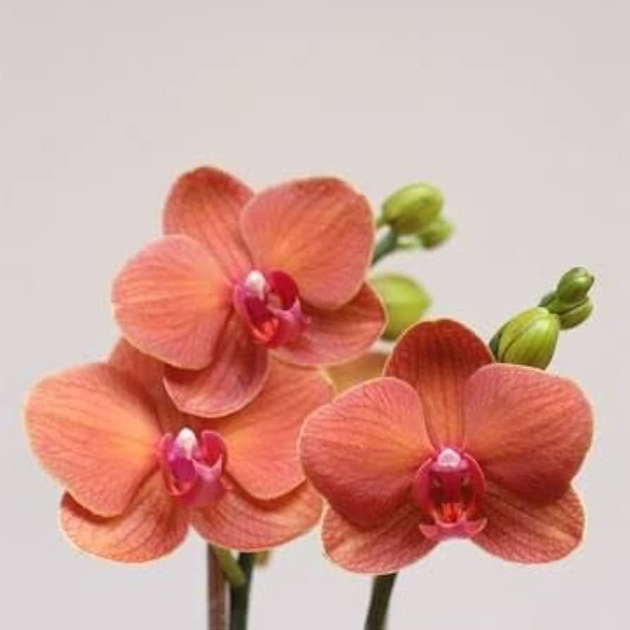Orange Orchid flower seeds