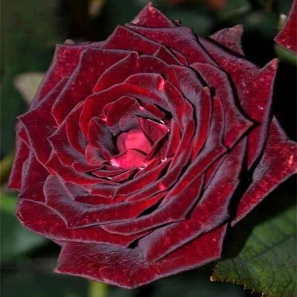 Deep Red flower seeds