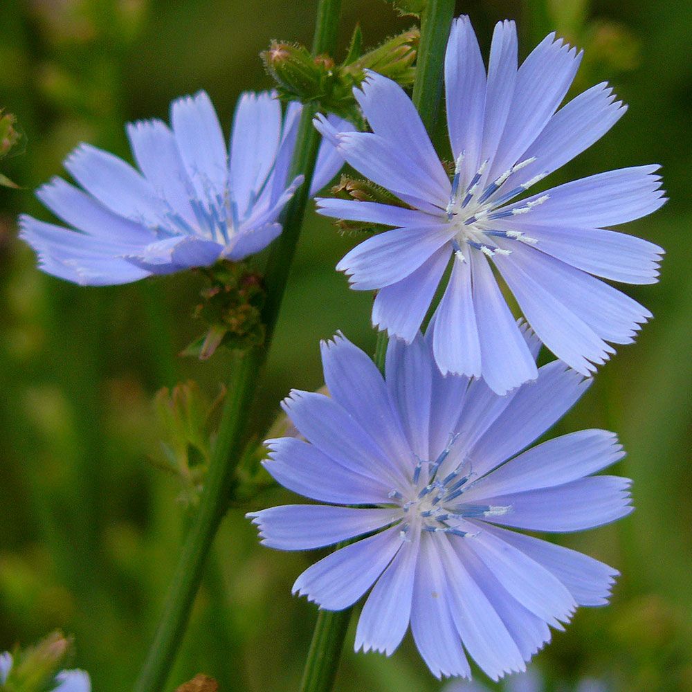 Blutwurzel flower seeds