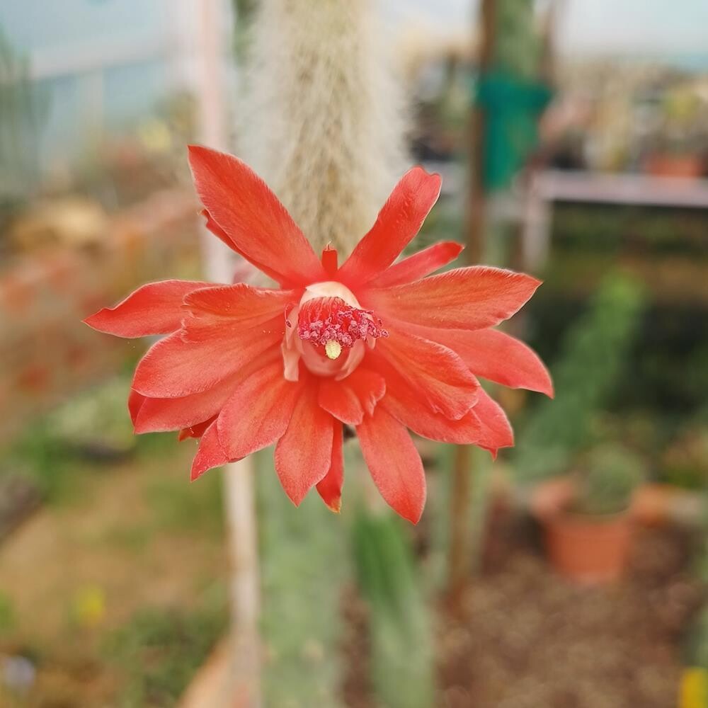 Hildewintera Colademononis flower seeds