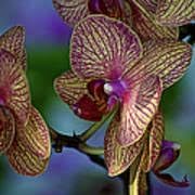 Orchid Cymbidium flower seeds