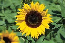 Asteraceae flower seeds