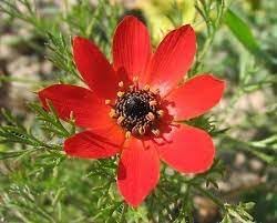 Adonis flower seeds