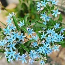 Tweedia flower seeds
