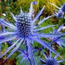 Eryngium Planum flower seeds