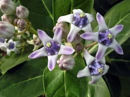 Gigantea flower seeds