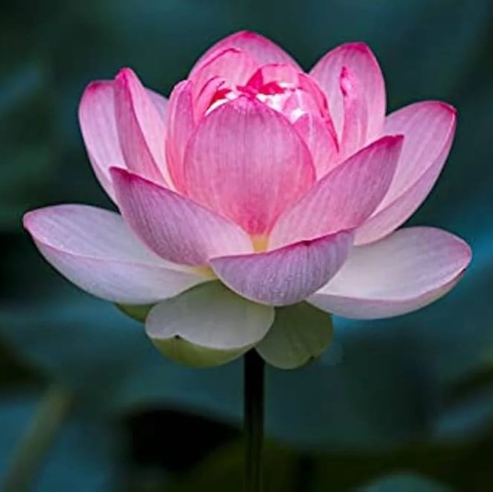 Pink Sacred Lotus plant