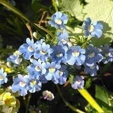 Fairy Mirror flower seeds