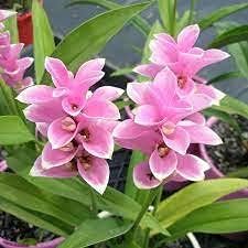 Pink Curcuma flower seeds