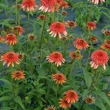 Echinacea Secret flower seeds