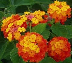 Wandelrose flower seeds