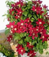 Maroon Clematis flower seeds